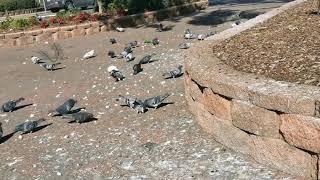 Hungry Pigeons