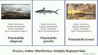 Pescare, ordine Siluriformes, famiglia Heptapteridae pimelodella fish mucosa gracilis chagressi