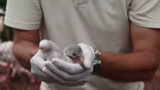 Greater Flamingo Chick's Neonate Exam