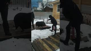 #тимоша #черныйкабан #pig