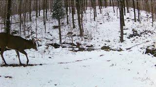 Beautiful Wildlife - One full hour of Canadian wildlife trail cam footage