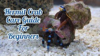 Hermit Crabs care guid for beginners. A reef tank clean up crew essential