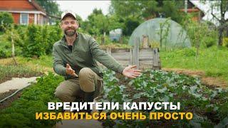 ЕСТЬ УГРОЗА УРОЖАЮ КАПУСТЫ? Разнообразие вредителей на капусте и методы борьбы с ними.