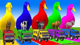 5 Giant Duck Cartoon,Cow,Mammoth,Dog,T-Rex,Lion,Tiger Paint Wild Animals Crossing Fountain Animation