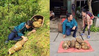 Harvest giant TỪ tubers, sell tubers Tu - khánh/ farm building