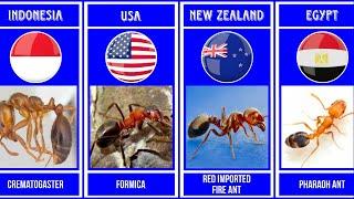 The Ants Species of Different Countries | Genalyst #ant #insect