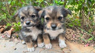 Two puppies searched for their mother until they were exhausted. Their cuteness melted my heart.