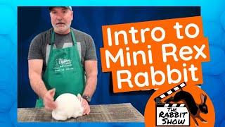 The Mini Rex Rabbit by Niles Boulier