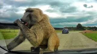 New Golf damaged by Baboon at Knowsley Safari Park