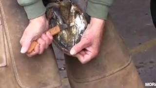 How to use a hoof knife with Chris Gregory