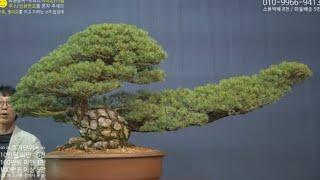 9월 7일(土) 118회차 Live 방송 【스마일분재경매(韓国の盆栽/Korean Bonsai)】