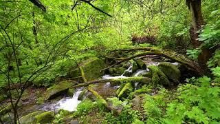 Beautiful Forest Sounds, Babbling Brook, Birds Chirping, Nature Sounds, ASMR