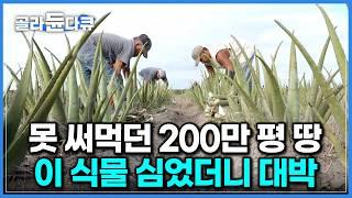 죽음의 땅이라 불리던 곳, 얘 하나만큼은 일 년 내내 잘 자란다｜서양의 인삼이라 불리는 식물｜멕시코 알로에 농장 수확부터 가공까지｜극한직업｜#골라듄다큐
