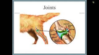 Canine Nutrition and Life Stage Nutrition (Veterinary Assistant Education)