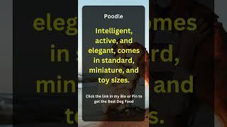 The Elegant, Intelligent Performer  #motivation #vet #bestdogfood #life #vetcare #dognutrition #quot