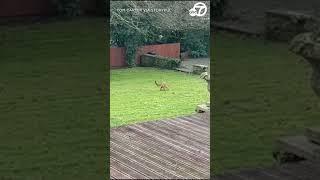 Nimble two-legged fox scurries through Derbyshire backyard