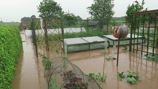 Flash Flood.. Vegetable Garden Under Water.