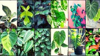 PHILODENDRON VARIETIES - Plants Weekly