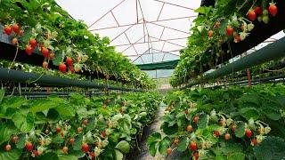 DaLat#1 Trang trại dâu tây thủy canh tuyệt đẹp ở Đà Lạt | Gorgeous hydroponic strawberry farm