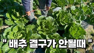 배추 결구가 안될때 이렇게 하면 배추속이 꽉찹니다