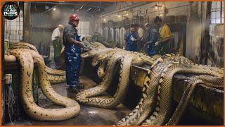 How A Farmer Makes 2 Million Dollars From Python Skin - Snake Farm | Processing Factory