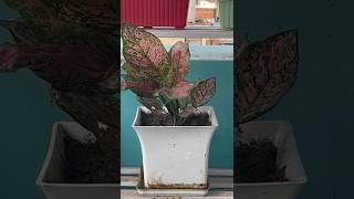 new plant 🪴 #trending #viral #video #beautifulnature #ytshorts #terracegarden #garden#youtubeshorts