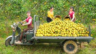 Harvest Lots Of Oranges With (Phương - Free Bushcraft) and Then Bring Them To The Market To Sell.