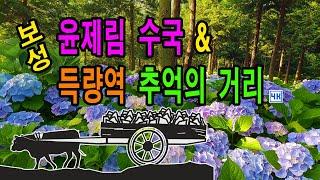 보성 윤제림 수국정원과 득량역 추억의 거리 속으로