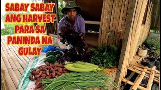 harvest ng MGA gulay pangbinta