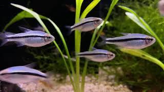 Hyphessobrycon cyanotaenia bij Aquarium Speciaalzaak Utaka