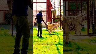 Lioness Cuddle | Shero Ka Badshah  #animals #lion