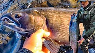 COHO SALMON FEEDING FRENZY! When The Fish Won't Stop Biting.