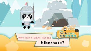 【Fun Panda Facts】Why Don’t Giant Pandas Hibernate? | iPanda