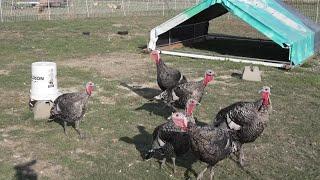 Flocking Good Farms prepares for Thanksgiving