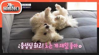 오늘의 견종 자판기! 말티푸? 한국 사람들이 제일 많이 키우는 견종? [개는 훌륭하다/Dogs Are Incredible] | KBS 230327 방송