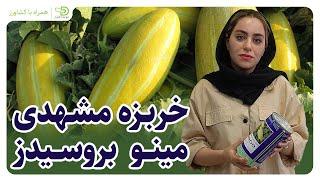 Minoo Broseeds Melon_بذر خربزه مشهدی مینو بروسیدز - جایگزین مناسب برای بذر خربزه مینو ارگون