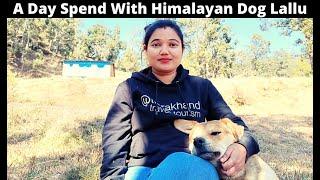 Funniest and cutest dog | Funny Dog Video | A Day Spent With Himalayan Dog Lallu | Pahadi Dog Breed