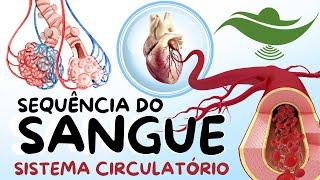 Sistema Circulatório - Sequência do Sangue no corpo Humano