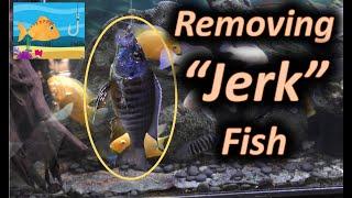 Catching and Removing "Jerk" fish (aka African Cichlids)