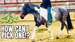 This Horse Auction Preview Will BLOW You Away! These Are My TOP Choices!