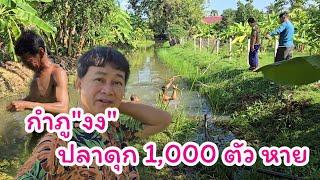 หาปลาดุกในสวน ทำน้ำยาไม่ได้สักตัว ตั้ง 1,000 ตัวหายหมด #บ้านสวนกำภูEp1191