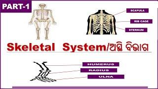 Human Skeletal System in Odia||Types of bones||ଅସ୍ଥି ବିଭାଗ||Part-1