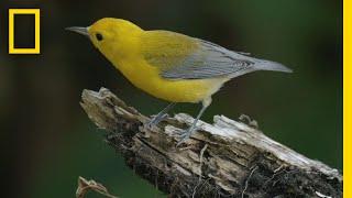 Feathers in Flight: The Bird Genoscape Project | National Geographic