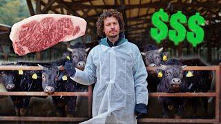 This is how the world's most expensive beef is made: KOBE $$$ | Millionaire cows! 