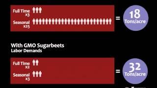 How have GMO sugar beets influenced sugar production?