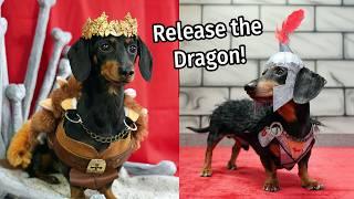 GAME of BONES - Funny Medieval Dachshunds! (Game of Thrones Dog Parody)