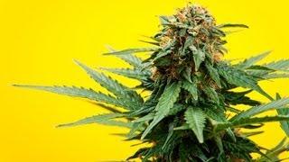 Marijuana vs. Medical Marijuana | Marijuana