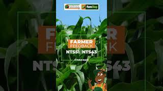 Farmer Feedback: NTS51 & NTS43 Hybrid Maize