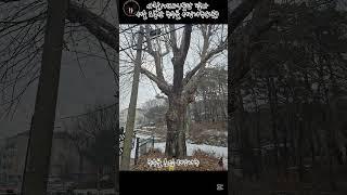 [사찰/굿당/기도터 답사] 서울 도봉산 무수골 서낭나무(주소는 설명메뉴 참고)