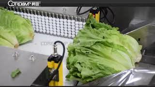 Coretamp Automatic vegetable and lettuce packaging machine